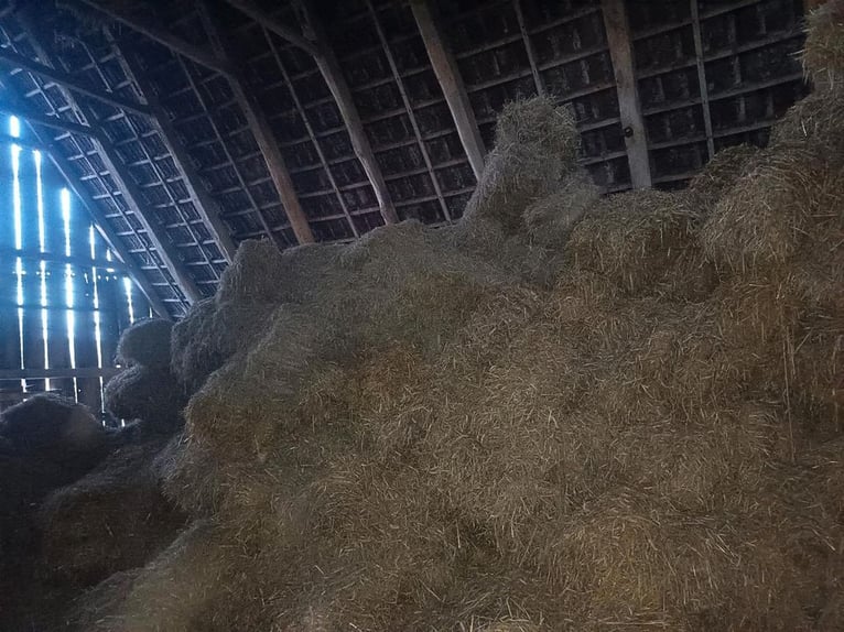 Metall Sporen inkl Schoner u Lederriemen