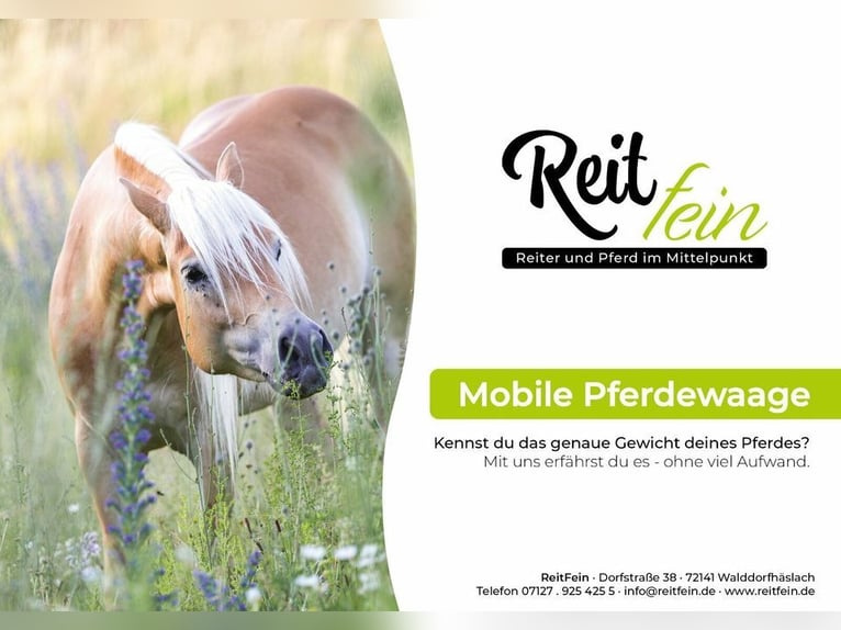 MOBILE PFERDEWAAGE, Pferde wiegen, Stockmaß, digitales Foto