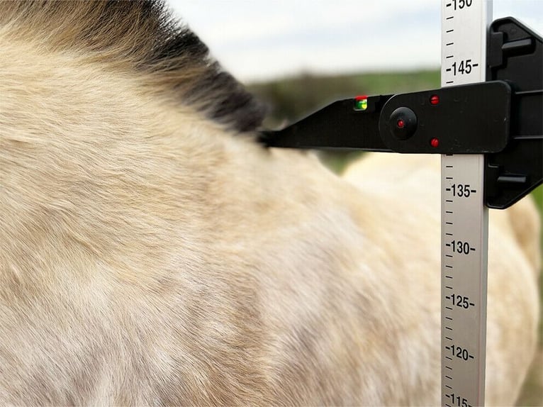 MOBILE PFERDEWAAGE, Pferde wiegen, Stockmaß, digitales Foto