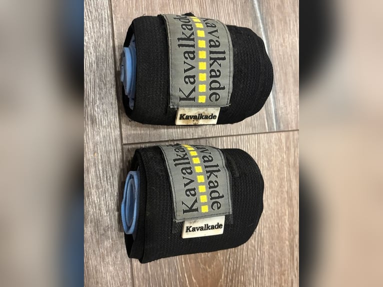 Mobiler Unterricht Islandpferde