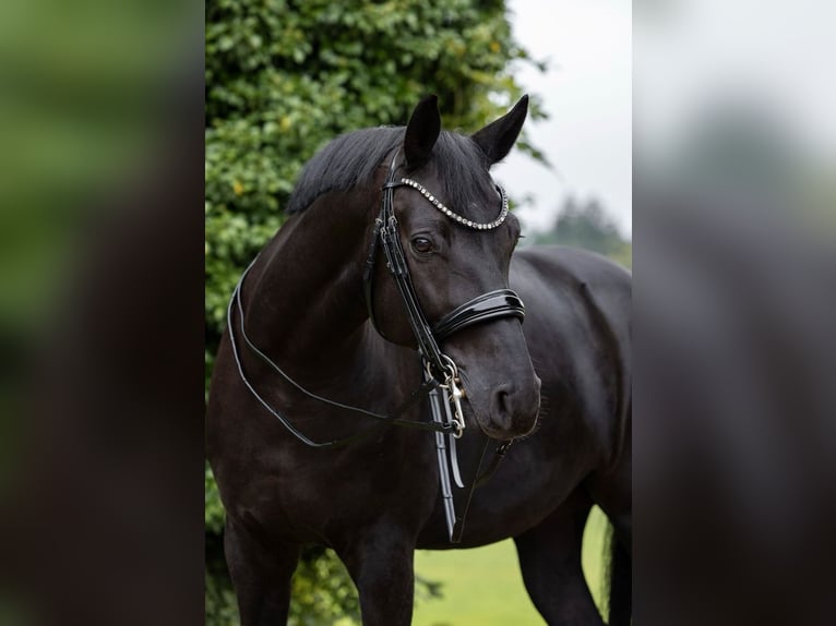 Neue! Dressurschabracke von Equitex