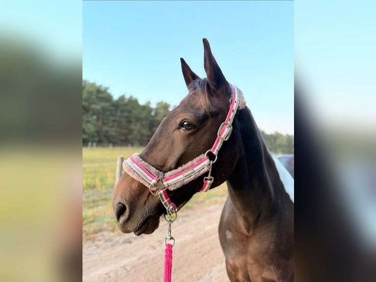 NEUES Eskadron Halfter