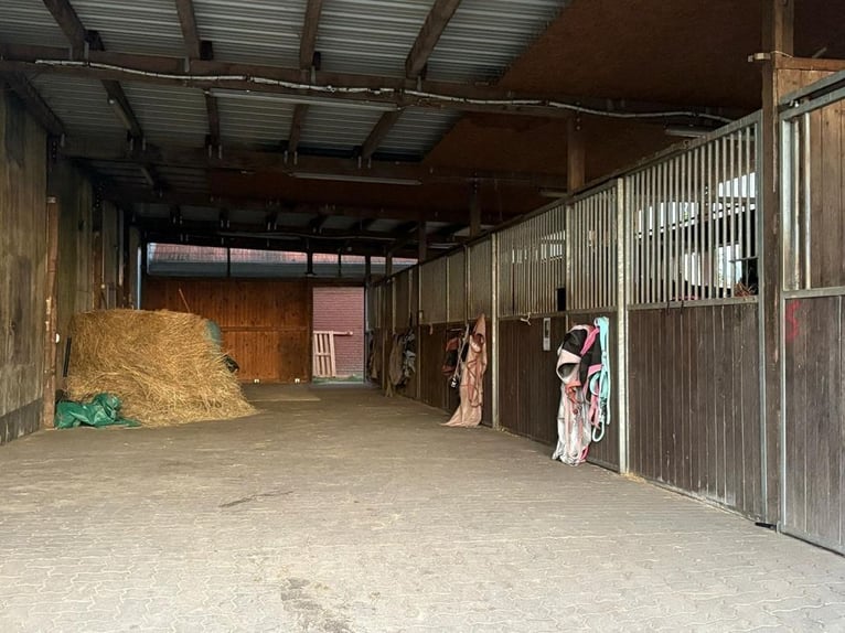 Paddockbox / Offenstall für Stuten frei