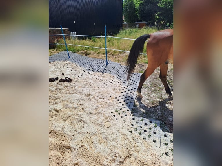 Paddockplatten/Kunststoffplatten von Pegasus Paddock