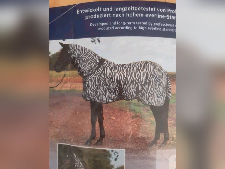 Pferdeanhänger, Humbauer, 2400kg, Tüv Sept. 2027, Reifen neu 2026