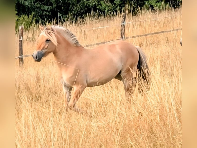Pferdeanhänger, Humbauer, 2400kg, Tüv Sept. 2027, Reifen neu 2026