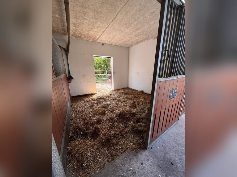 Pferdebox Pensionsbox Pferdehaltung Reitstall