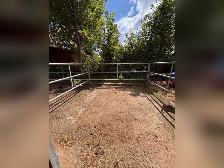 Pferdebox Pensionsbox Pferdehaltung Reitstall