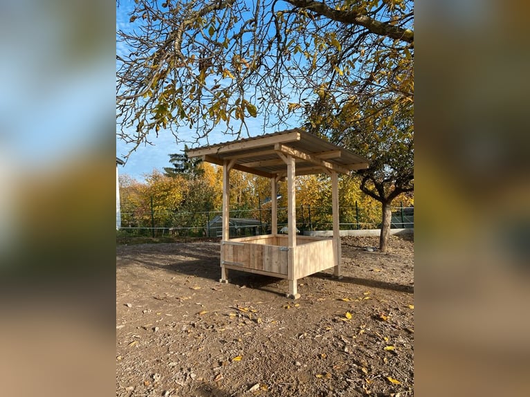 Pferderaufe Heuraufe Pferdestall Futterraufe Zeitgestuert