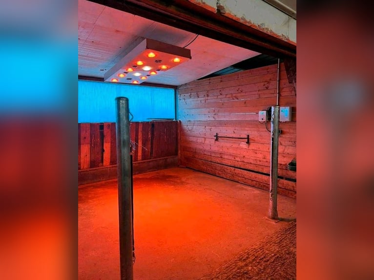 Pferdesolarium +2 UV Leuchten+2 Ventilatoren+ 2 Jahre Garantie