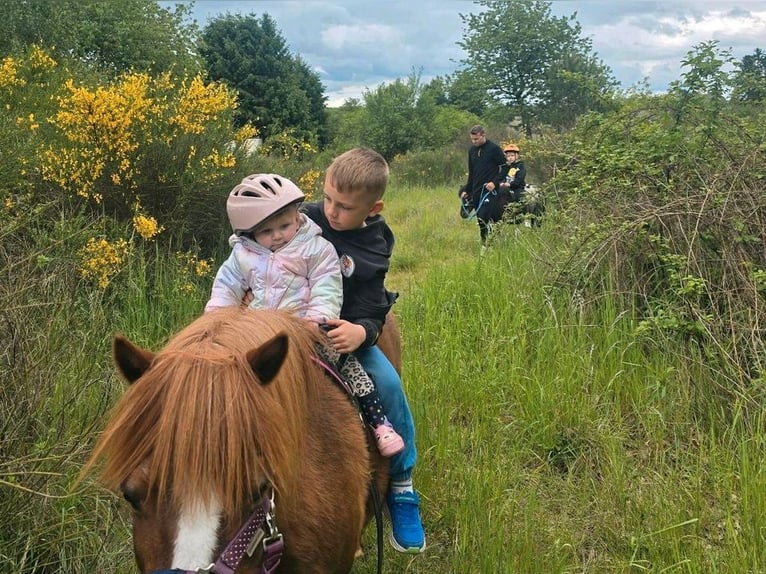 Reitbeteiligung an Shettys