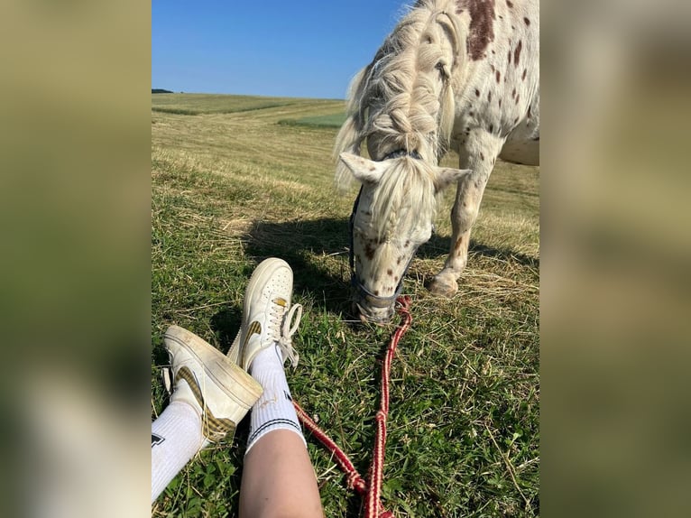 Reitbeteiligung an Shettys