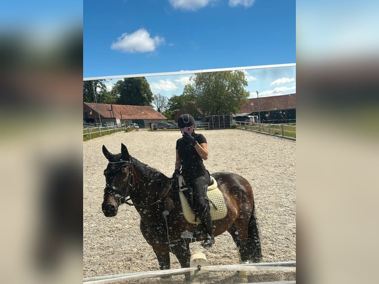 Reitbeteiligung in Vlotho-Valdorf