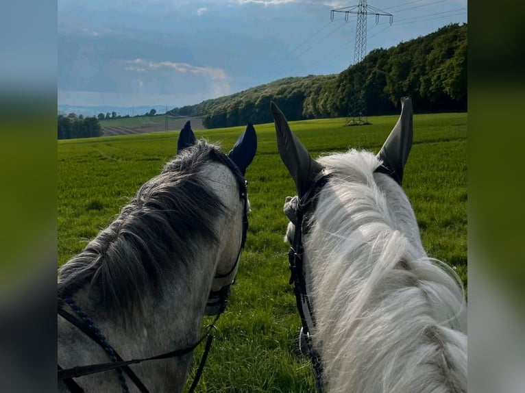 Reitbeteiligung in Vlotho-Valdorf