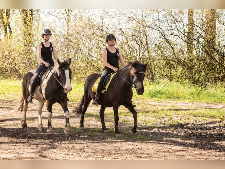 Reiterferien Sommerferien Reiten Reitcamps Reiterwoche bei Hamburg / Lübeck - Bad Oldesloe