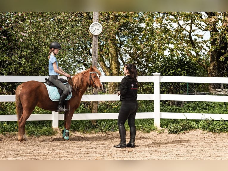 Reiterferien Sommerferien Reiten Reitcamps Reiterwoche bei Hamburg / Lübeck - Bad Oldesloe
