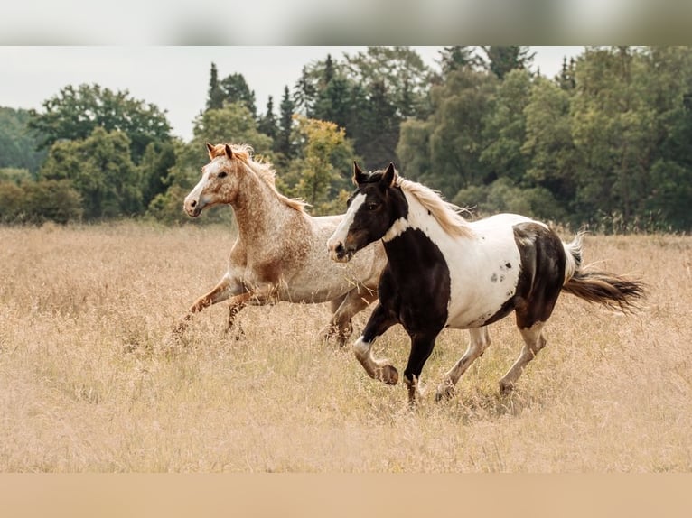 Reiterferien Sommerferien Reiten Reitcamps Reiterwoche bei Hamburg / Lübeck - Bad Oldesloe