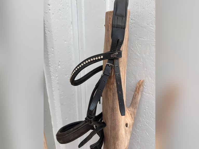 Reitlehrer/in gesucht