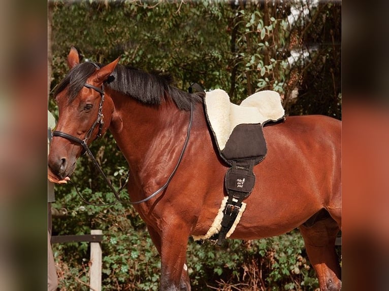 Reitpad Lammfell