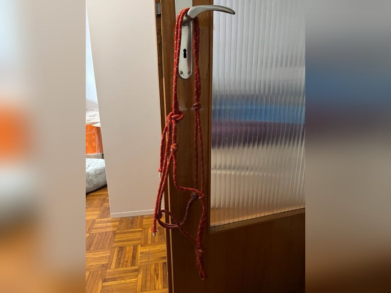 Rotes Knotenhalfter mit weißen Punkten Gr.WB