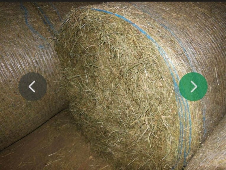 Rundballen heu