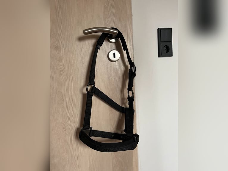 Satteldecke Eskadron