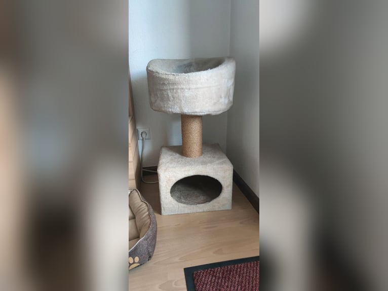 Sattelpads zu verkaufen