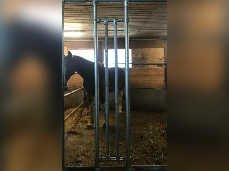 schafwolleunterlage für Empathy Brustblatt - Pony