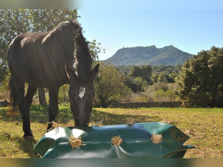 Slowfeeder HeuProtect HP-150 von Horselife-Plus, das Original