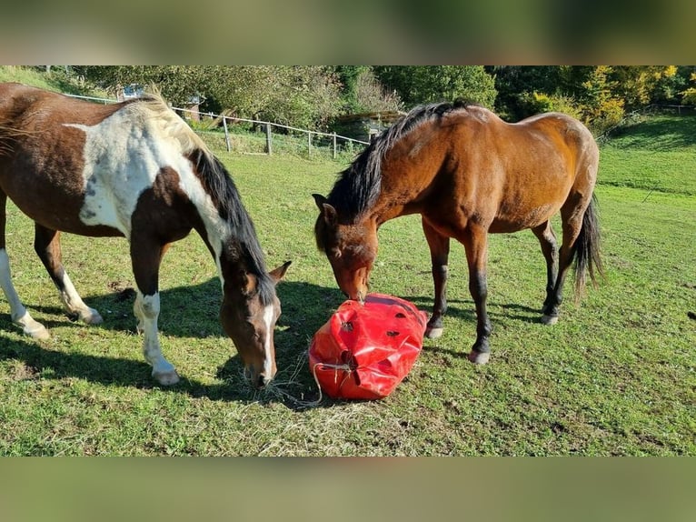 Slowfeeder HeuProtect HP-150 von Horselife-Plus, das Original