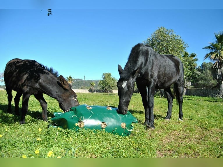 Slowfeeder HeuProtect HP-150 von Horselife-Plus, das Original