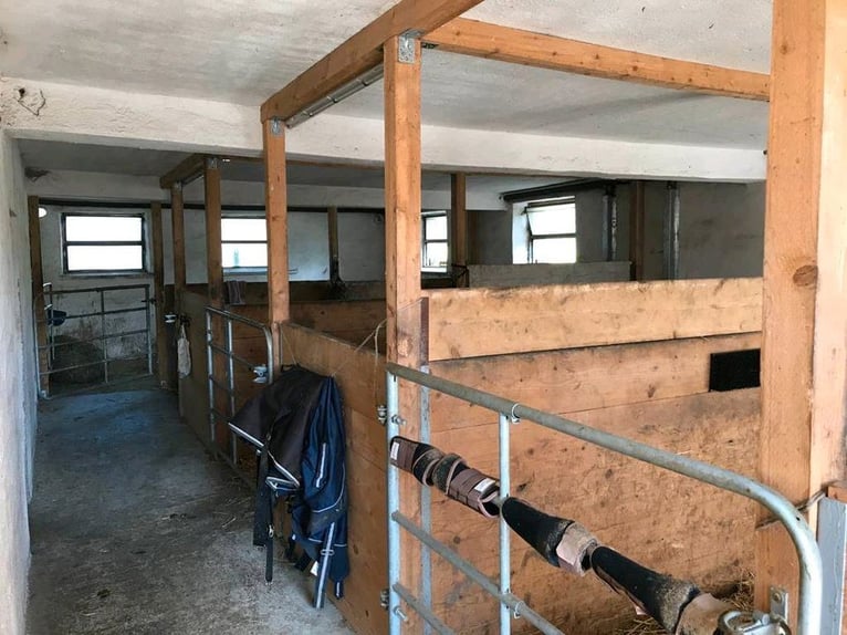 Stall Vollpension Box Offenstall Pferde und Ponys