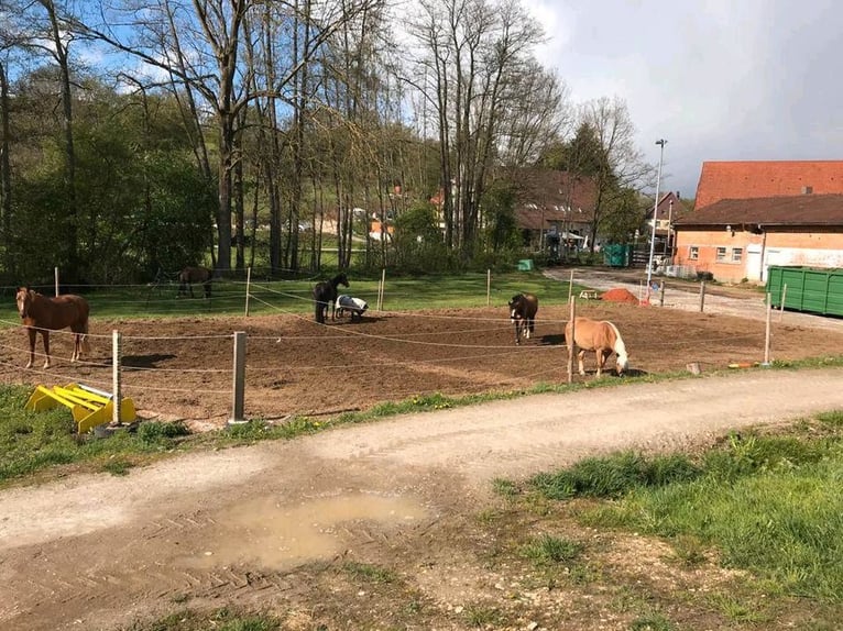Stall Vollpension Box Offenstall Pferde und Ponys