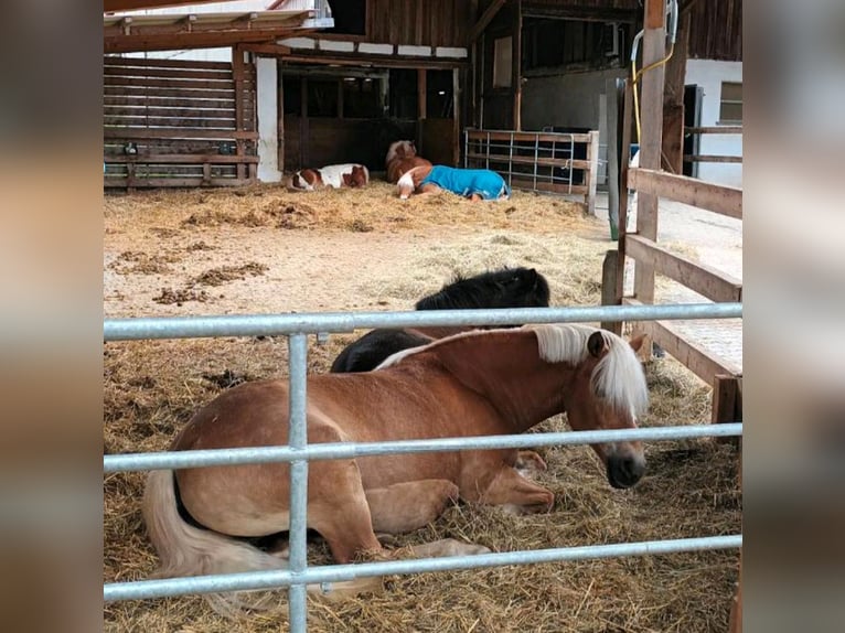 Stall Vollpension Box Offenstall Pferde und Ponys