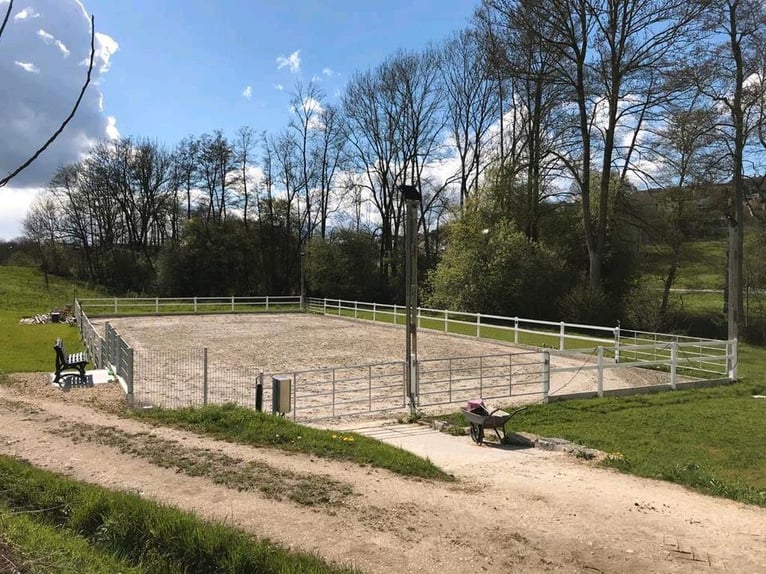 Stall Vollpension Box Offenstall Pferde und Ponys