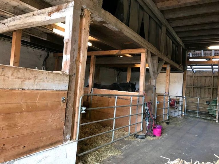 Stall Vollpension Box Offenstall Pferde und Ponys
