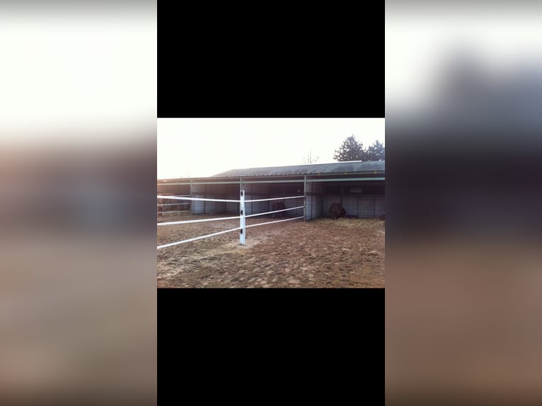 SUCHE Offenstall für Ponys