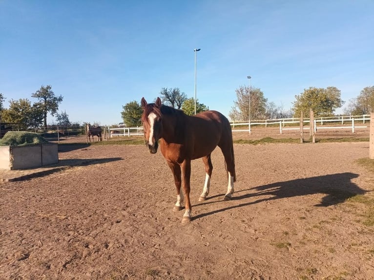 Suche Profi Reitlehrerin für Dressur 100€ auf eigenem Reitplatz!