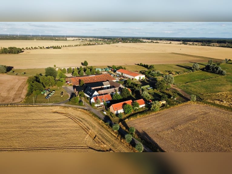 Suche Profi Reitlehrerin für Dressur 100€ auf eigenem Reitplatz!