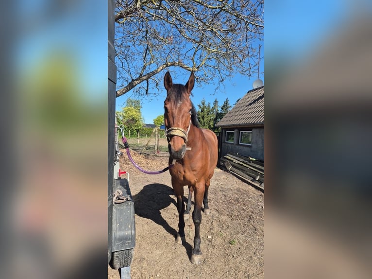 Suche Profi Reitlehrerin für Dressur 100€ auf eigenem Reitplatz!