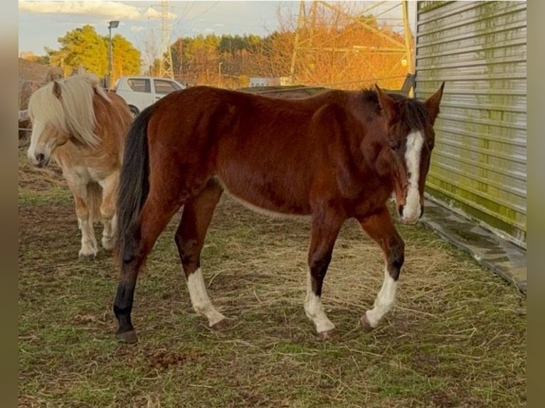 Suche Profi Reitlehrerin für Dressur 100€ auf eigenem Reitplatz!