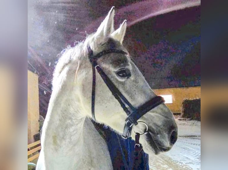 Suche Profi Reitlehrerin für Dressur 100€ auf eigenem Reitplatz!