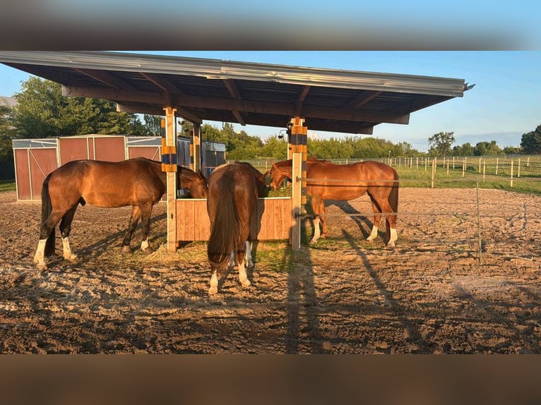 Suche Profi Reitlehrerin für Dressur 100€ auf eigenem Reitplatz!