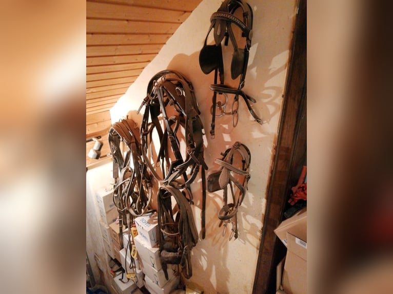 SYLKA Vielseitigkeit Sattel 17,5