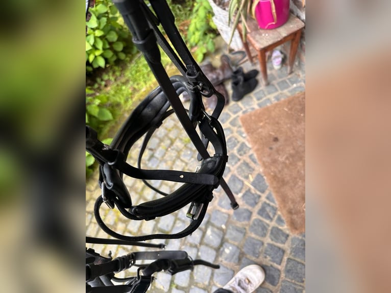Trense mit Lack und rosa Stirnriemen