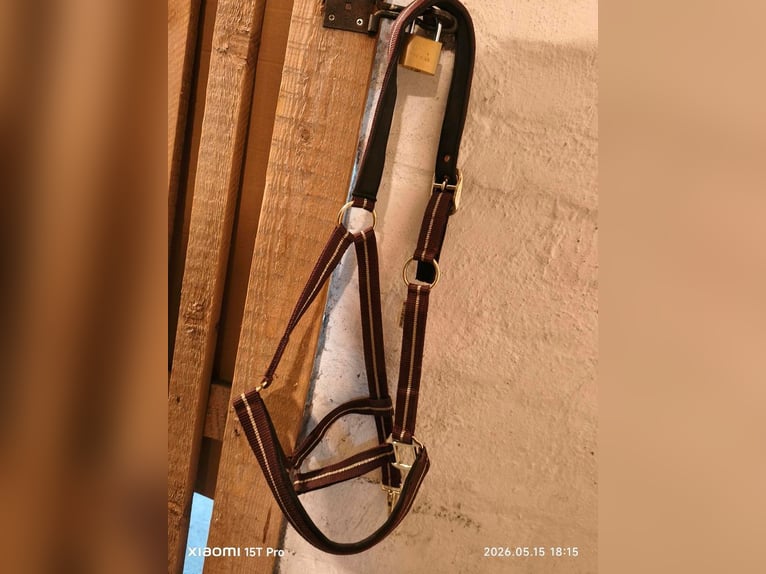Verkaufe Neu Eskadron Glitzer Halfter + Strick