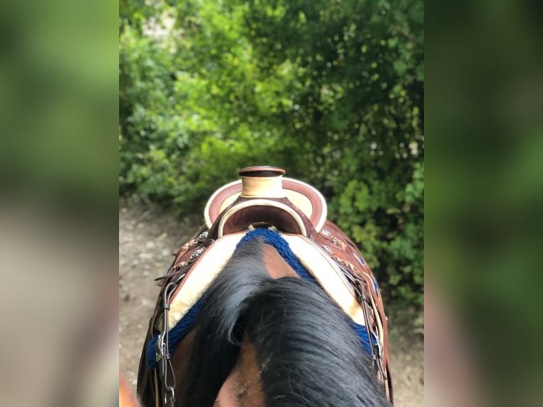 Wade Westernsattel Guido Netzer custommade Equiflex