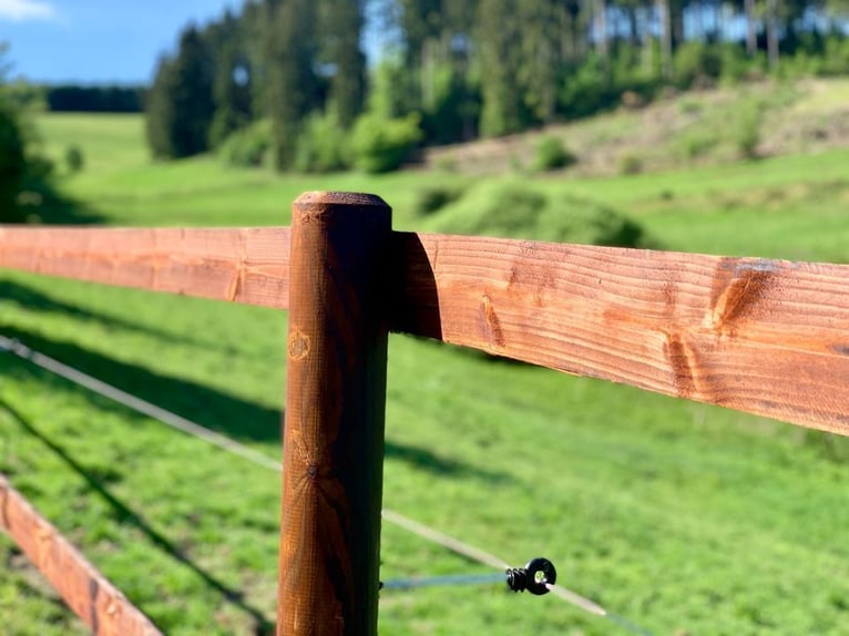 Weidezaun Koppelzaun Pferdezaun Zaun Holz Pfähle Pferd 100m SET