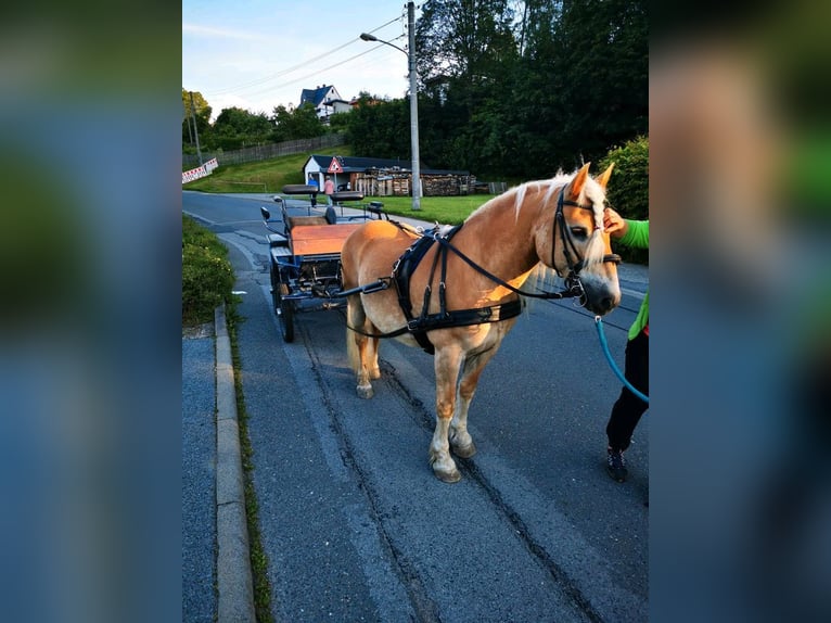 Westernsattel breit für Tinker oder Haflinger