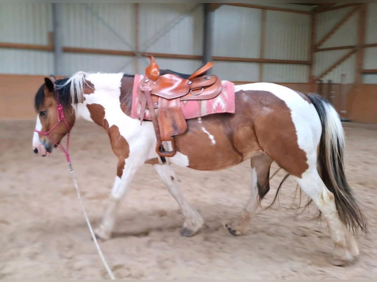 Westernsattel breit für Tinker oder Haflinger